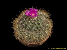 Gymnocactus horripilus 230